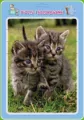 MD Creative. Puzzle w ramce z kolorowanką. Koty - tantis.pl