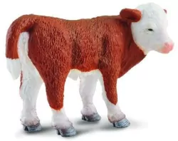 Cielę rasy Hereford