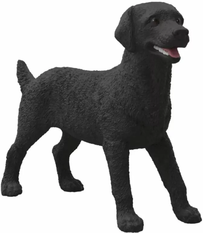 Czarny Labrador suczka - tantis.pl