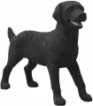 Czarny Labrador suczka - tantis.pl