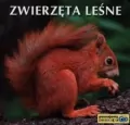 Zwierzęta leśne. Poznajemy zwierzęta - tantis.pl