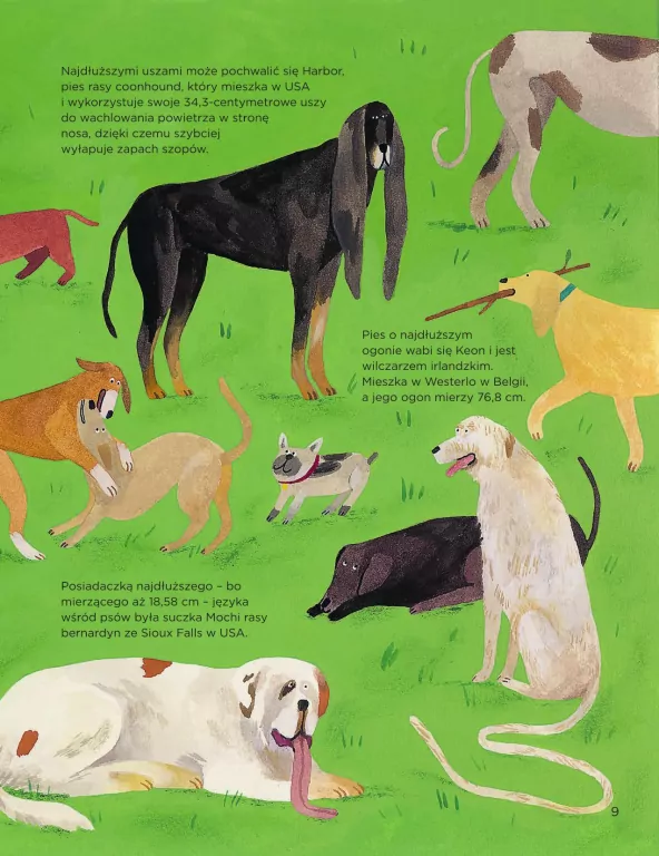 Dlaczego psy się obwąchują? - tantis.pl