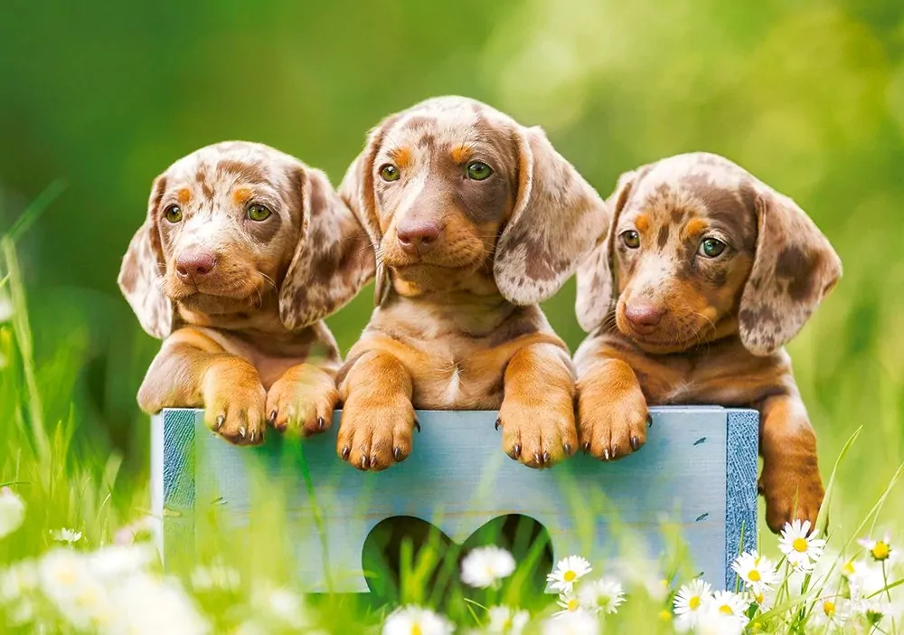 Puzzle 500. Cute Dachshunds - tantis.pl