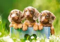 Puzzle 500. Cute Dachshunds - tantis.pl