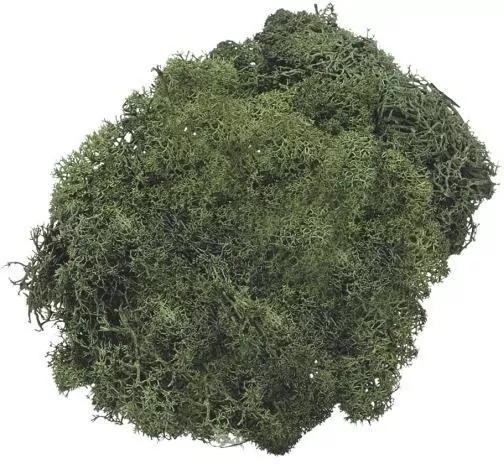 Mech dekoracyjny ciemnozielony 50g - tantis.pl