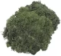 Mech dekoracyjny ciemnozielony 50g - tantis.pl