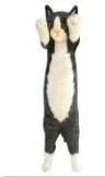 Kot stojący czarno-biały 55cm - tantis.pl