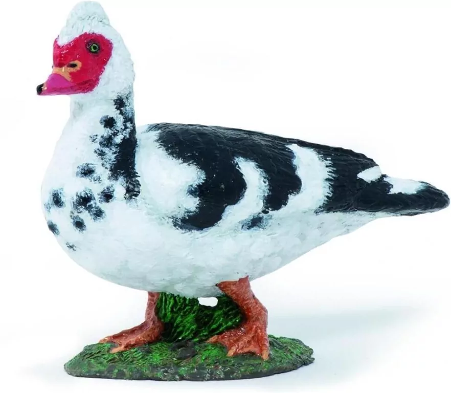 Kaczka Piżmówka - tantis.pl