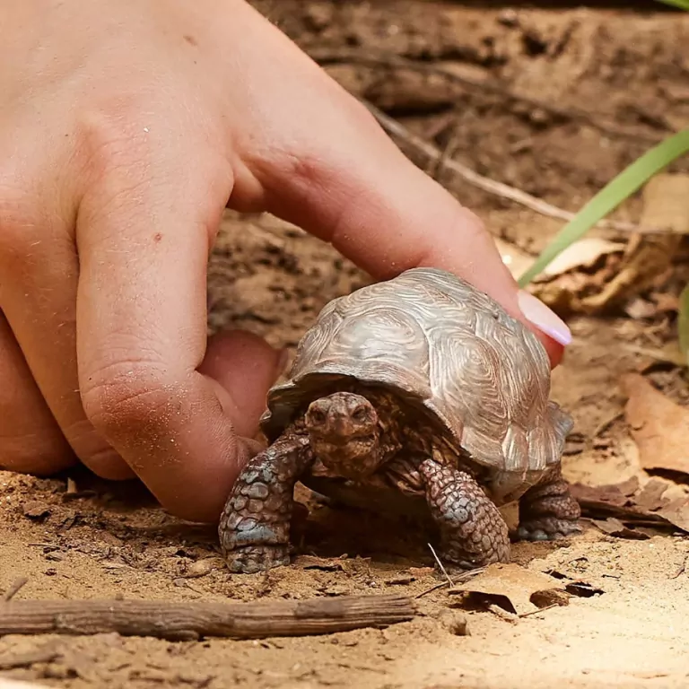 Żółw olbrzymi Wild Life 14824 - tantis.pl