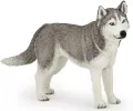 Husky syberyjski - tantis.pl
