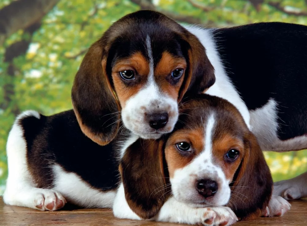 Puzzle 500. High Quality Collection. Pieski - tantis.pl