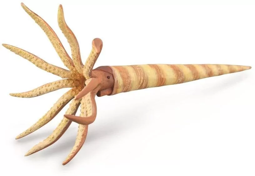 Orthoceras - tantis.pl