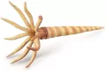 Orthoceras - tantis.pl