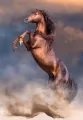 Puzzle 500 HQ Wild Red Stallion - tantis.pl