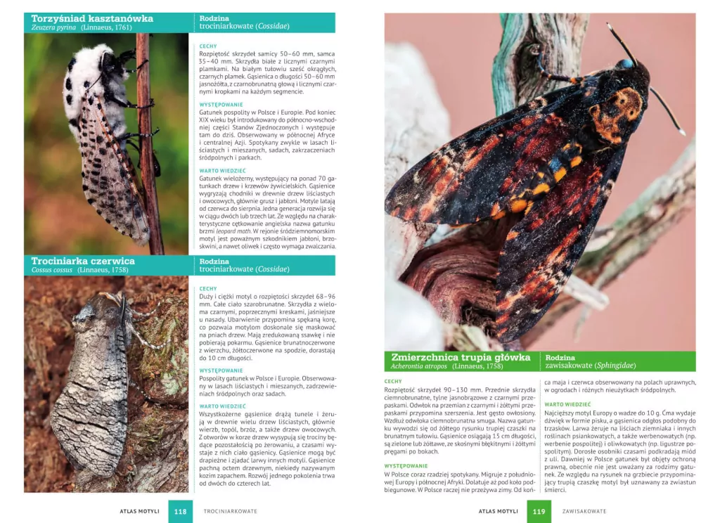 Atlas motyli - tantis.pl