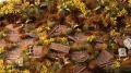 Gamers Grass: Broom Flowers - tantis.pl