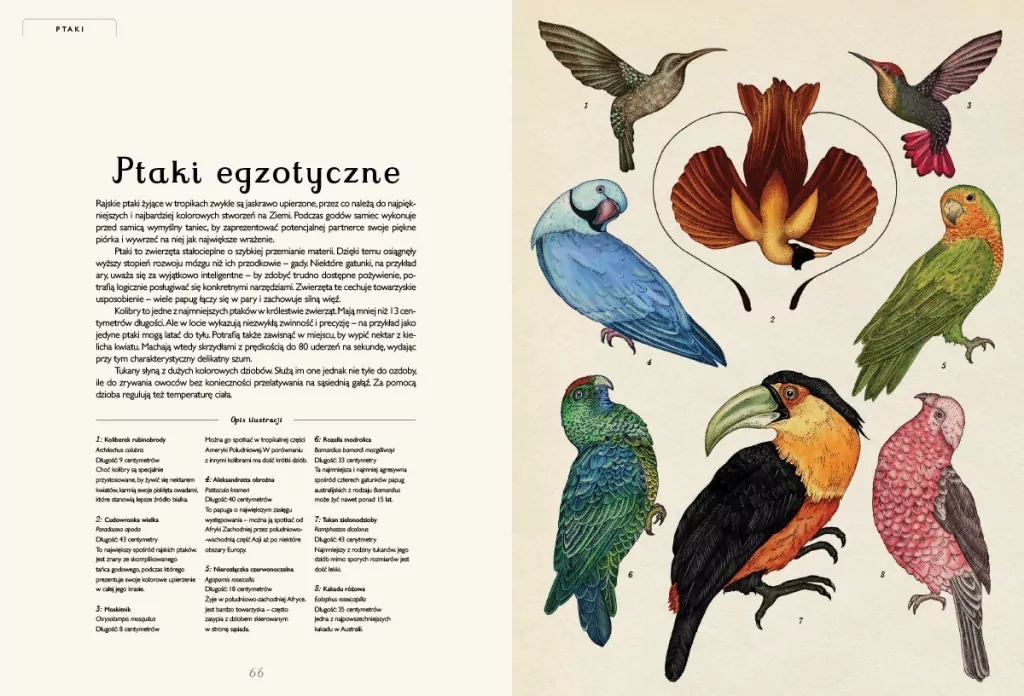 Animalium. Muzeum Zwierząt - tantis.pl