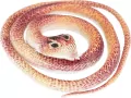 WAZ GUM 70CM MIX6 MC DISP 24/144/288 - tantis.pl