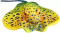 Płaszczka żółta 55cm - tantis.pl