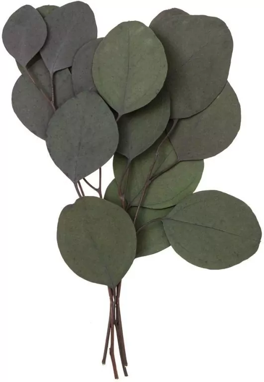 Eukaliptus populus 4 gałązki ok. 20cm zielony - tantis.pl