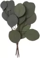 Eukaliptus populus 4 gałązki ok. 20cm zielony - tantis.pl