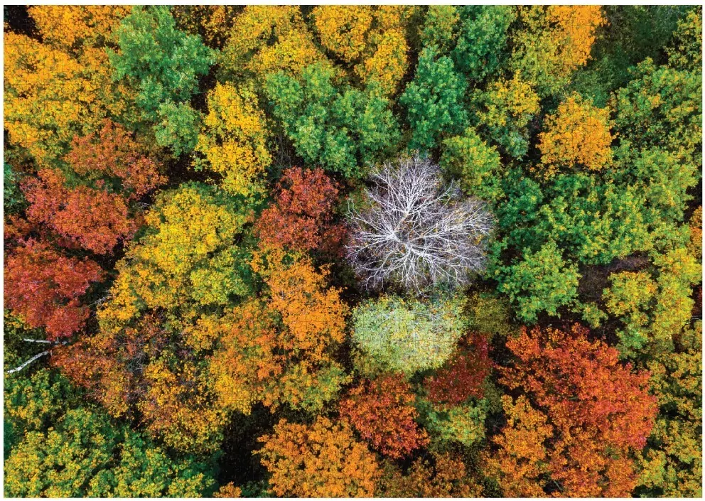 Puzzle 1000 Dzembronya village. Ukraine - tantis.pl