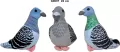 Gołąb 22cm MIX - tantis.pl