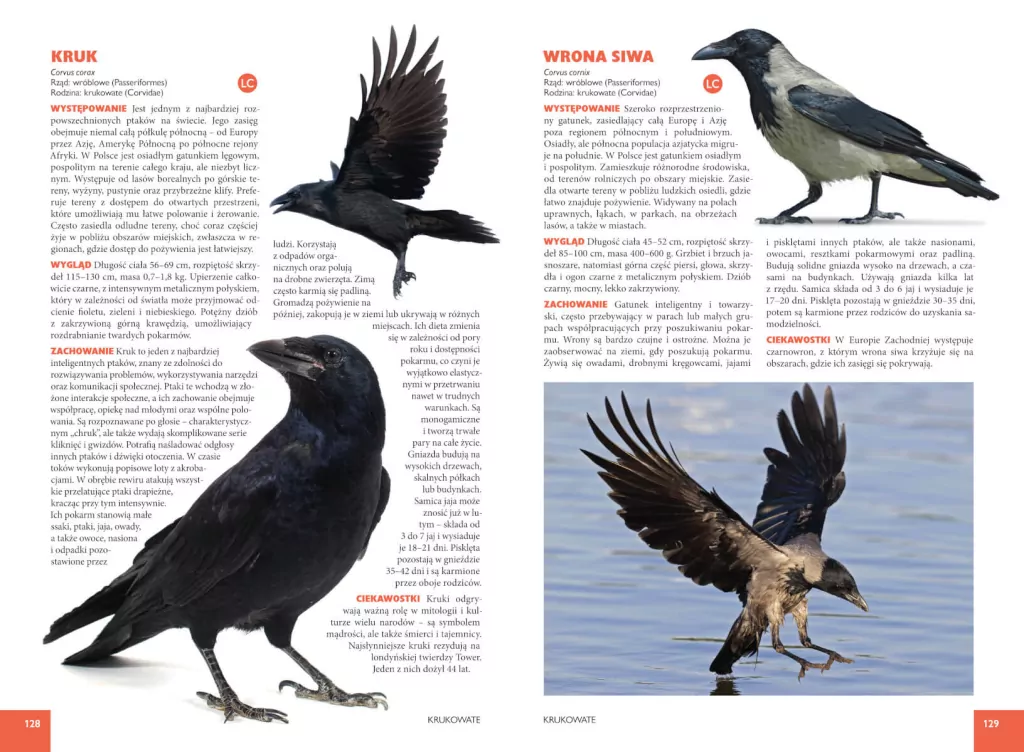 Ptaki Polski - tantis.pl