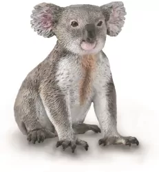 Miś koala