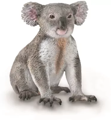 Miś koala