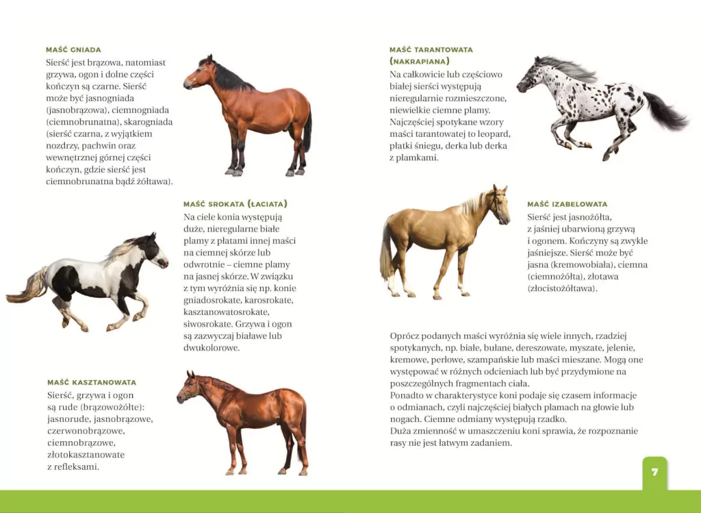 Jaki to koń? Atlas dla dzieci - tantis.pl