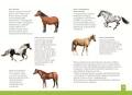 Jaki to koń? Atlas dla dzieci - tantis.pl