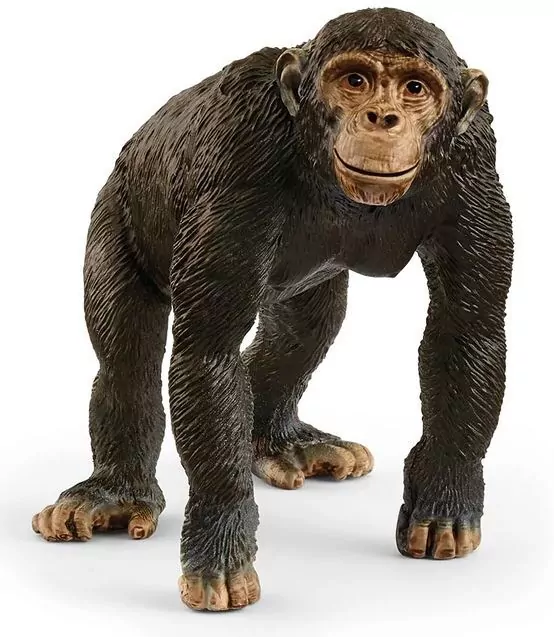 Szympans - tantis.pl