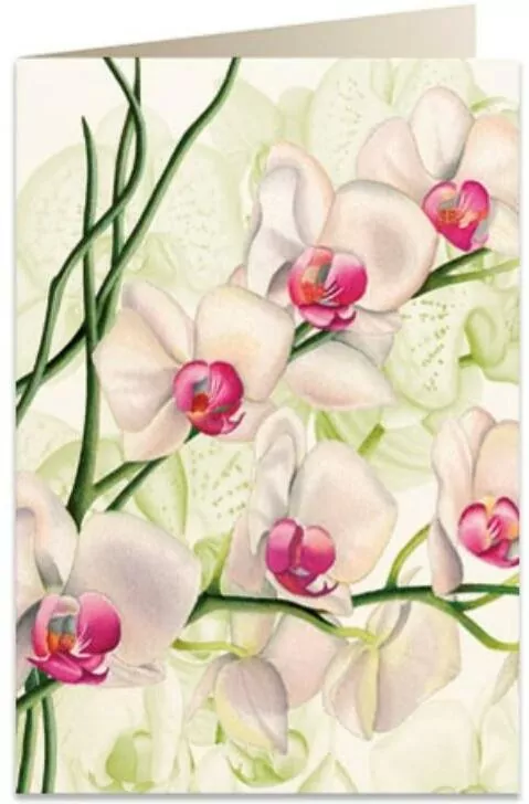 Karnet B6 + koperta: Biała orchidea - tantis.pl