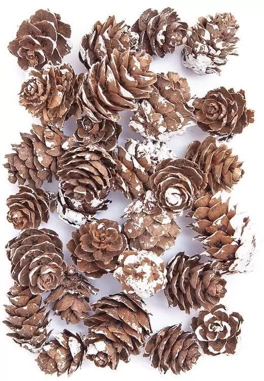 Mini szyszki bielone 25g - tantis.pl