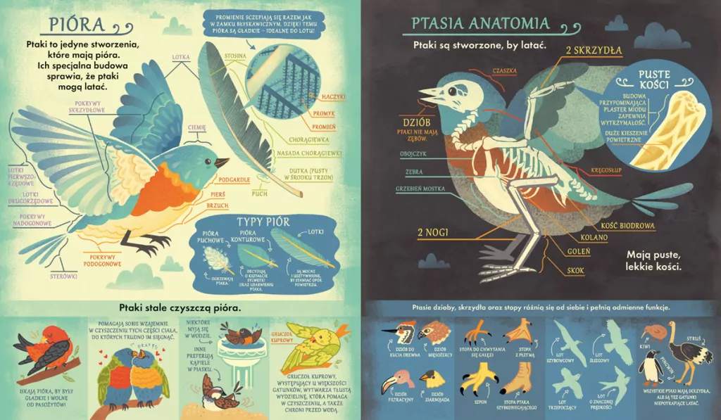 Co się kryje w gnieździe? - tantis.pl