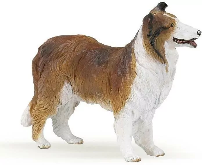 Owczarek Collie - tantis.pl