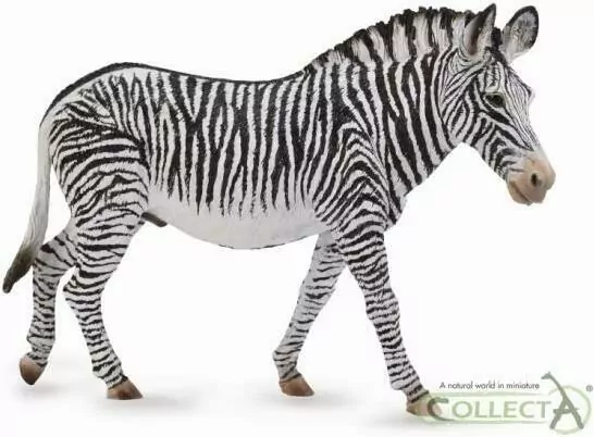 Zebra Grevys XL - tantis.pl