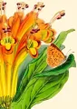 Karnet B6 z kopertą Alstromeria - tantis.pl