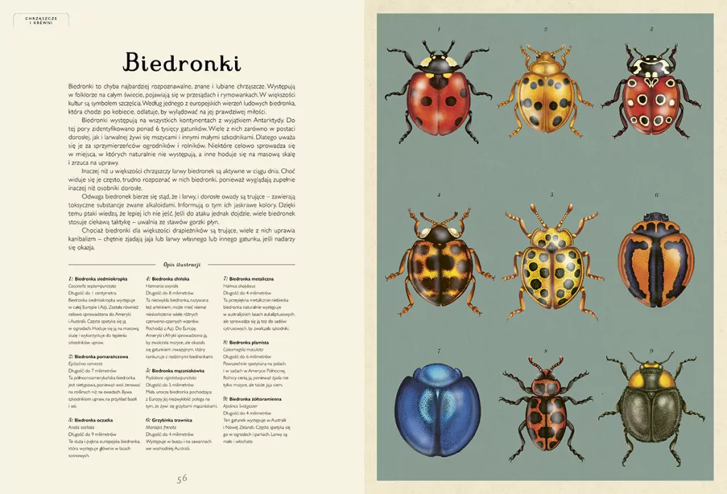 Insektarium. Muzeum Owadów. W Muzeum - tantis.pl