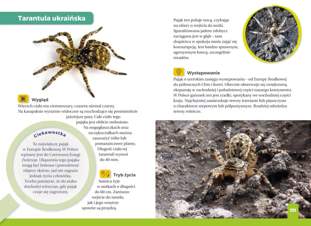 Jaki to pająk? Atlas dla dzieci - tantis.pl