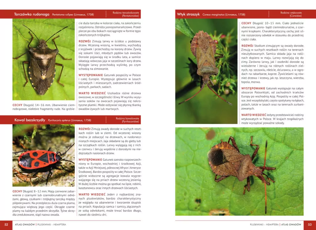 Atlas owadów. 250 polskich gatunków - tantis.pl