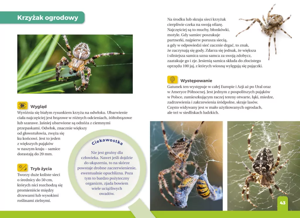 Jaki to pająk? Atlas dla dzieci - tantis.pl