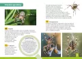 Jaki to pająk? Atlas dla dzieci - tantis.pl