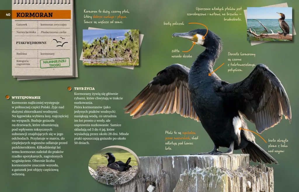 Ptaki. Przewodnik młodego przyrodnika - tantis.pl