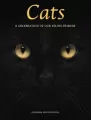Cats - tantis.pl