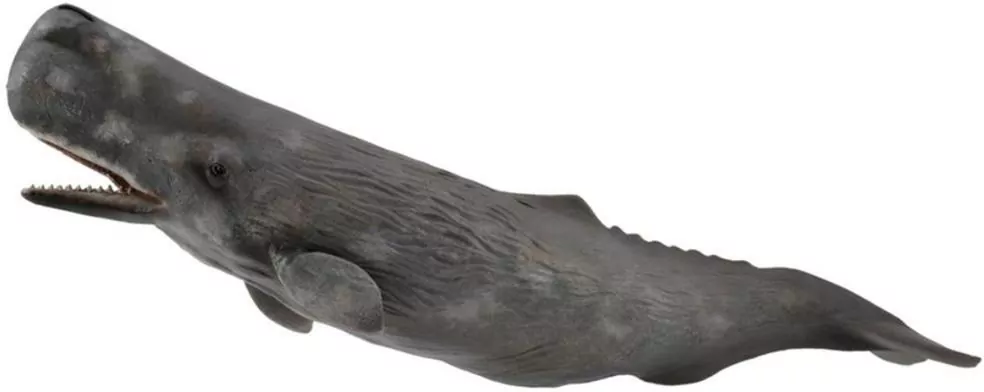 Sperm Whale - tantis.pl