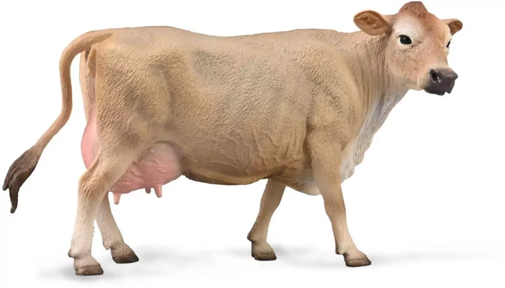 Krowa rasy Jesey - tantis.pl