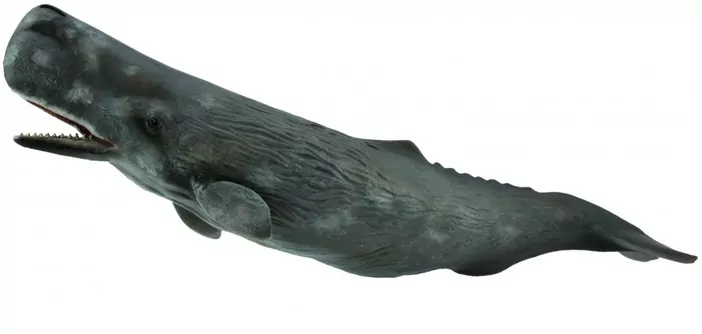 Sperm Whale - tantis.pl