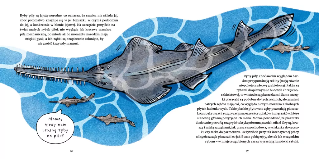 Zęby, ciosy i siekacze - tantis.pl